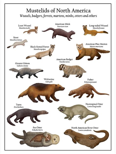 mink size comparison.